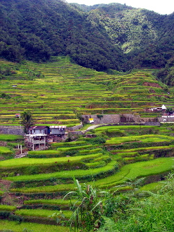 [Rice terraces in the Philippines]